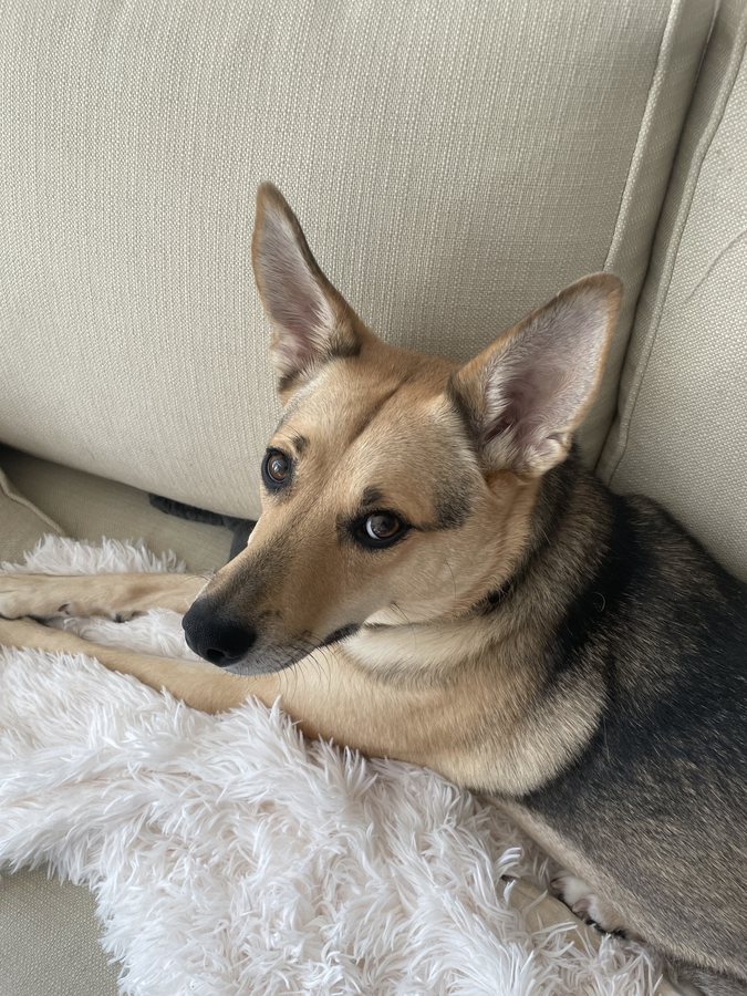 Nika
