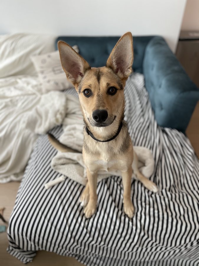 Nika