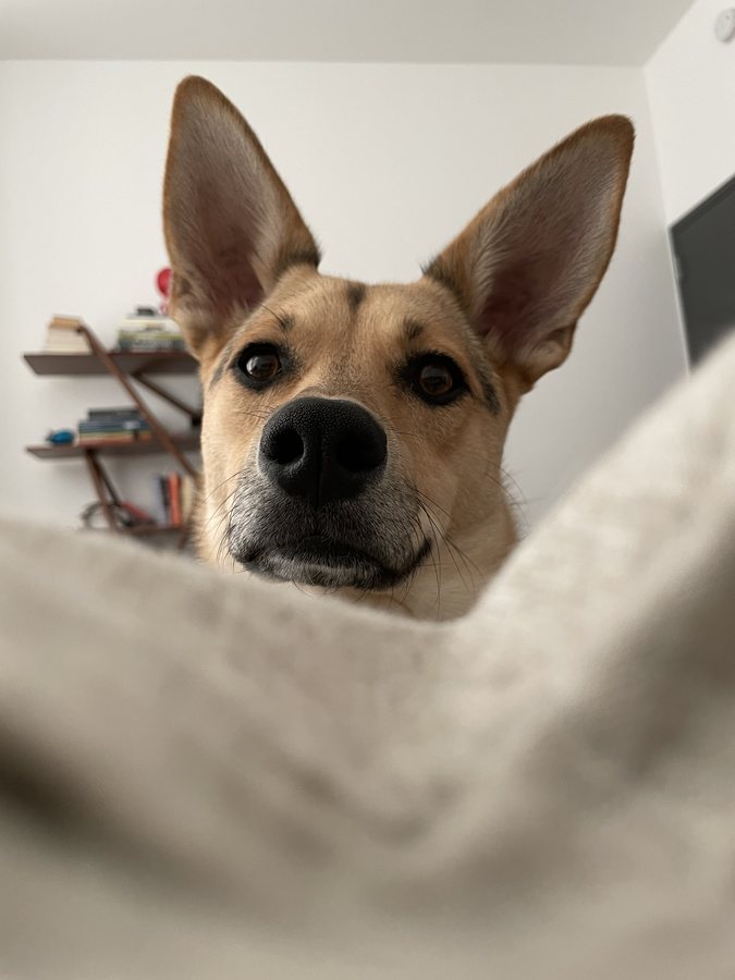 Nika